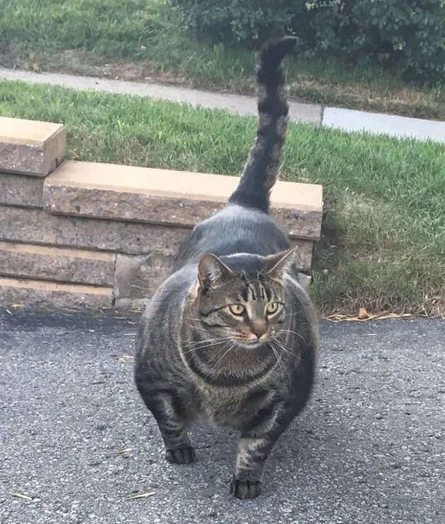 Kucing Kekar, Buff Cat