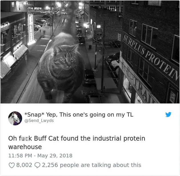 Kucing Kekar, Buff Cat