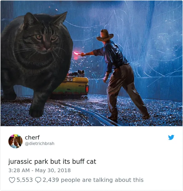 Kucing Kekar, Buff Cat