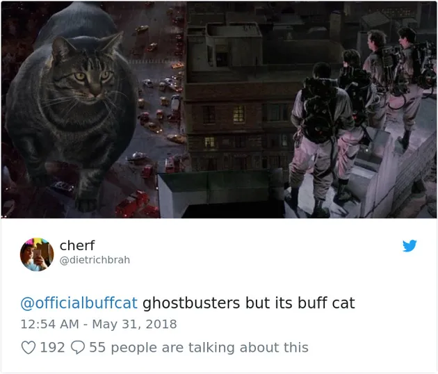 Kucing Kekar, Buff Cat