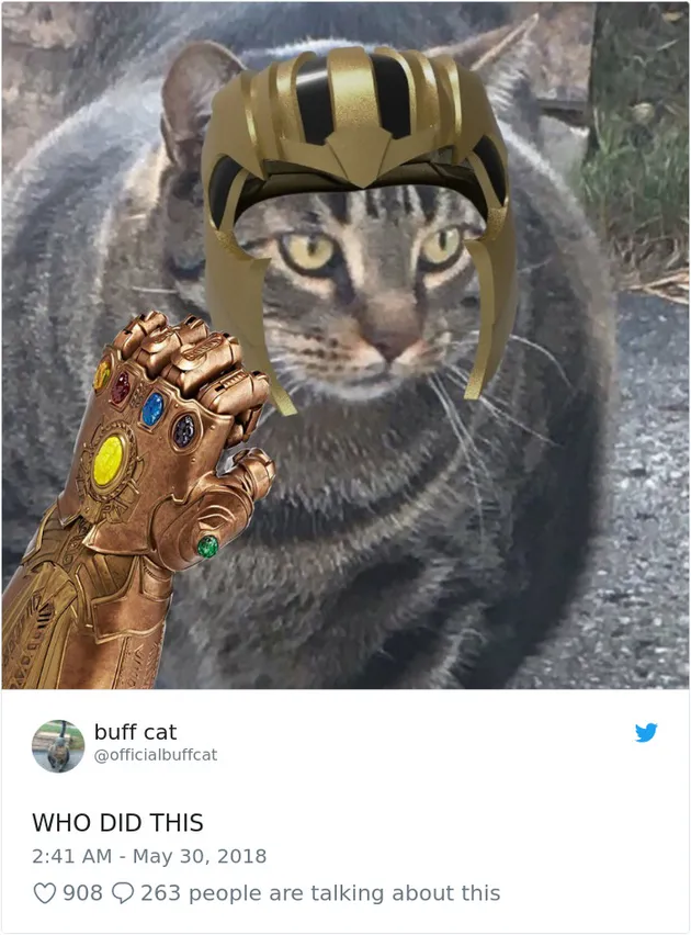 Kucing Kekar, Buff Cat
