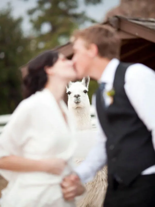 Wedding Photobombs