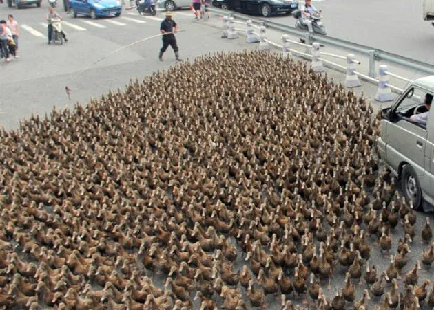 hal-hal gila di China