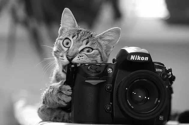 Binatang Ingin Jadi Fotografer