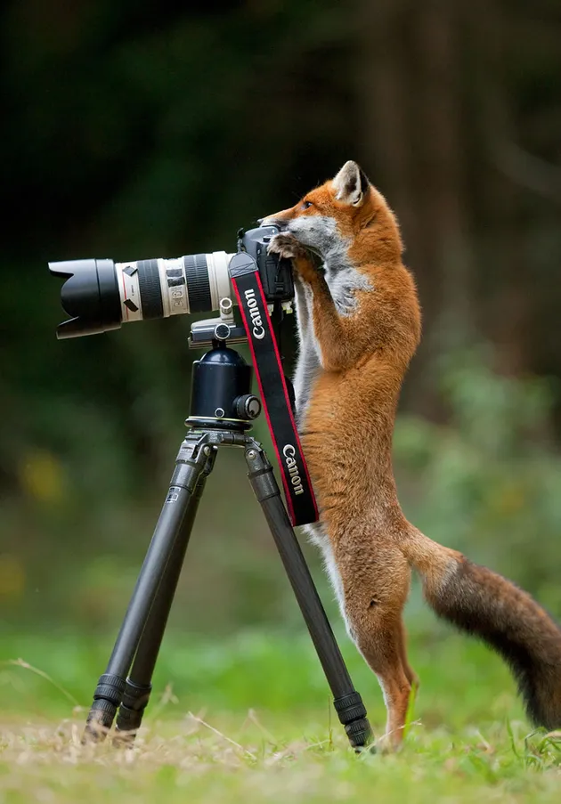 Binatang Ingin Jadi Fotografer