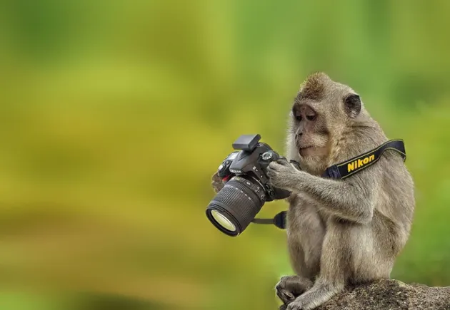 Binatang Ingin Jadi Fotografer