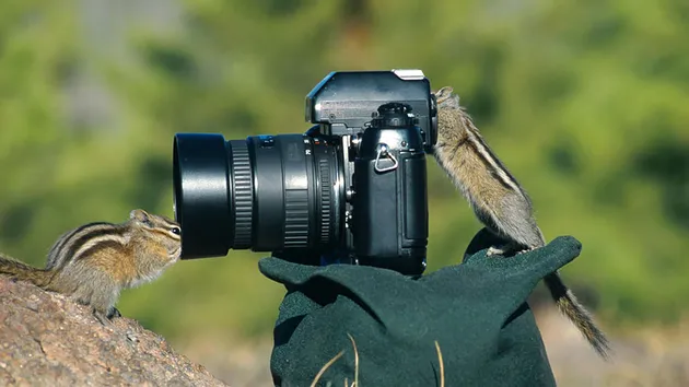 Binatang Ingin Jadi Fotografer