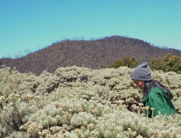 liburan selebriti, liburan atiqah hasiholan, atiqah ke gunung papandayan