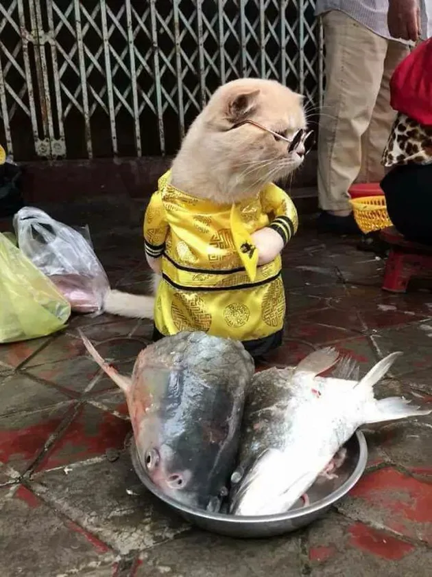 Kucing Penjual Ikan, Le Quoc Phong