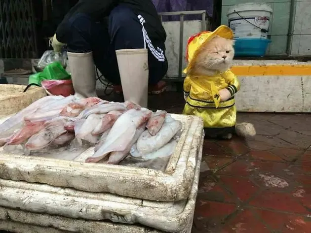 Kucing Penjual Ikan, Le Quoc Phong