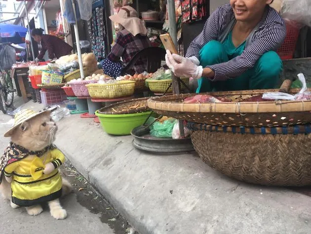 Kucing Penjual Ikan, Le Quoc Phong