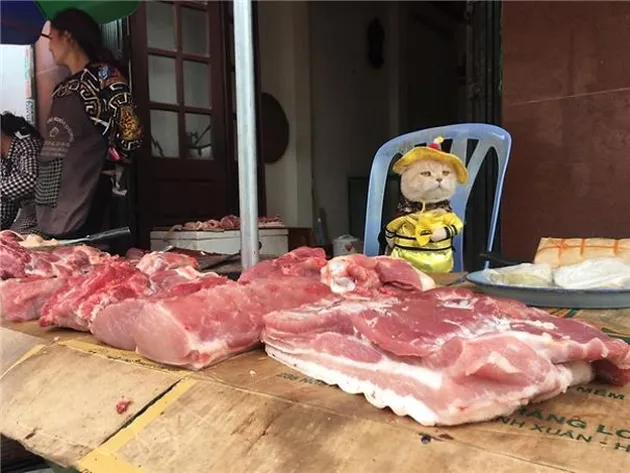Kucing Penjual Ikan, Le Quoc Phong