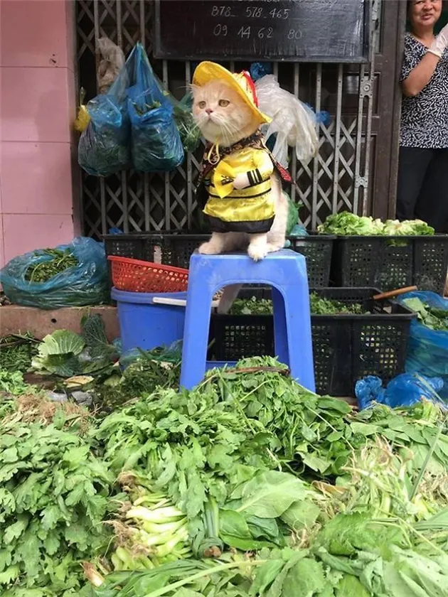 Kucing Penjual Ikan, Le Quoc Phong
