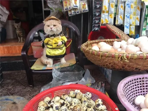 Kucing Penjual Ikan, Le Quoc Phong
