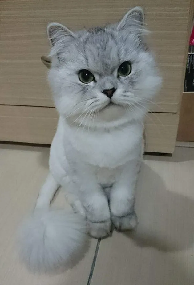 Lele kucing cerdas asal China