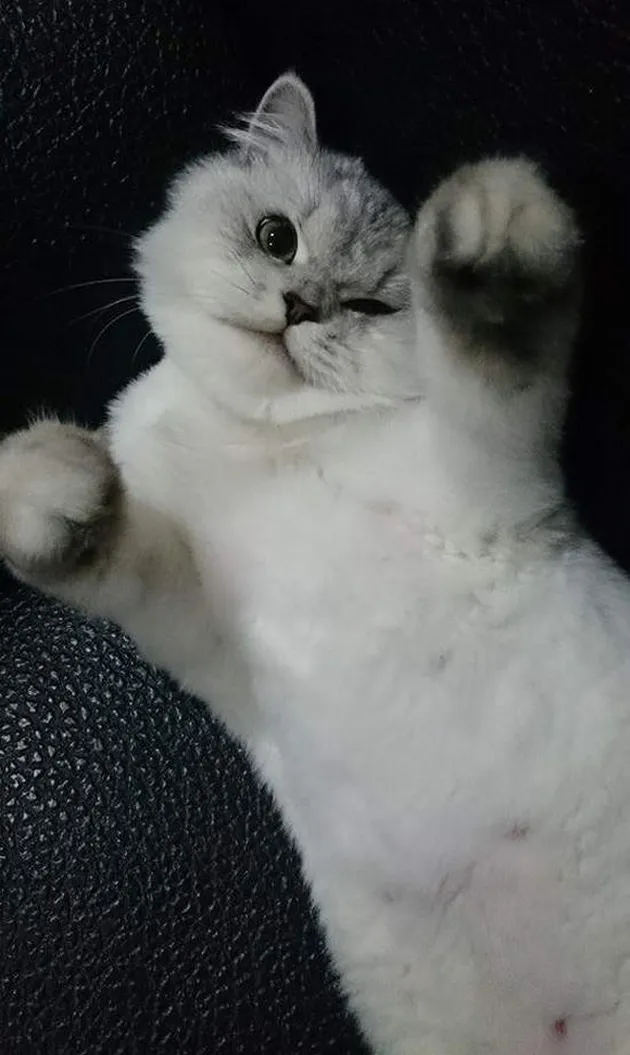 Lele kucing cerdas asal China