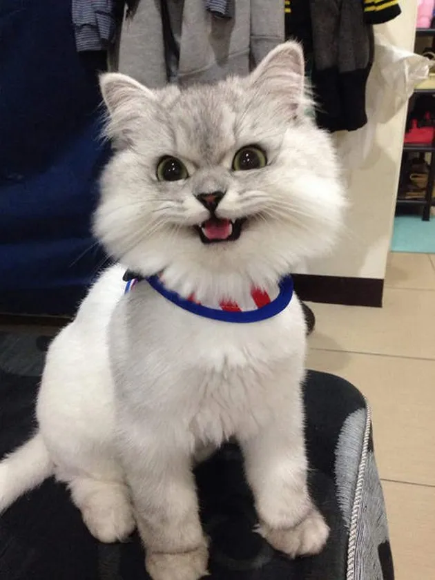 Lele kucing cerdas asal China