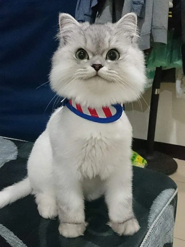 Lele kucing cerdas asal China