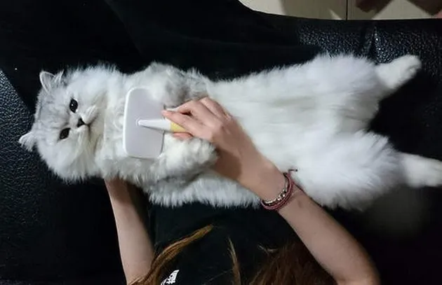 Lele kucing cerdas asal China