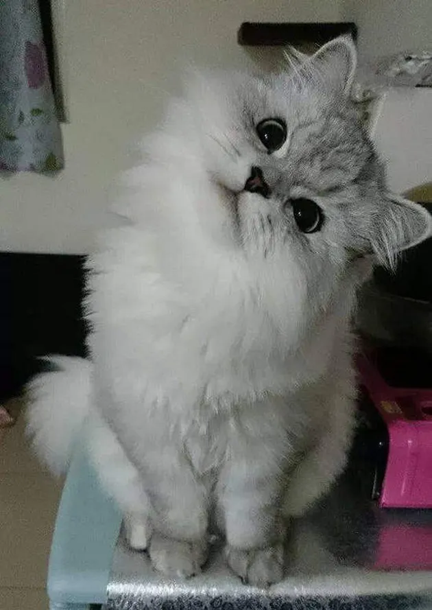 Lele kucing cerdas asal China