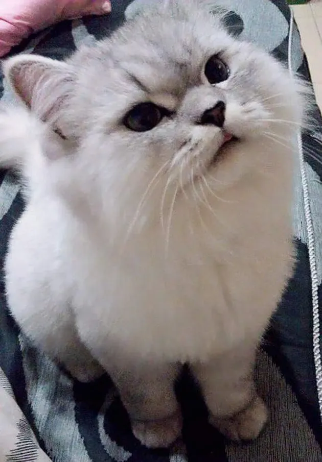 Lele kucing cerdas asal China
