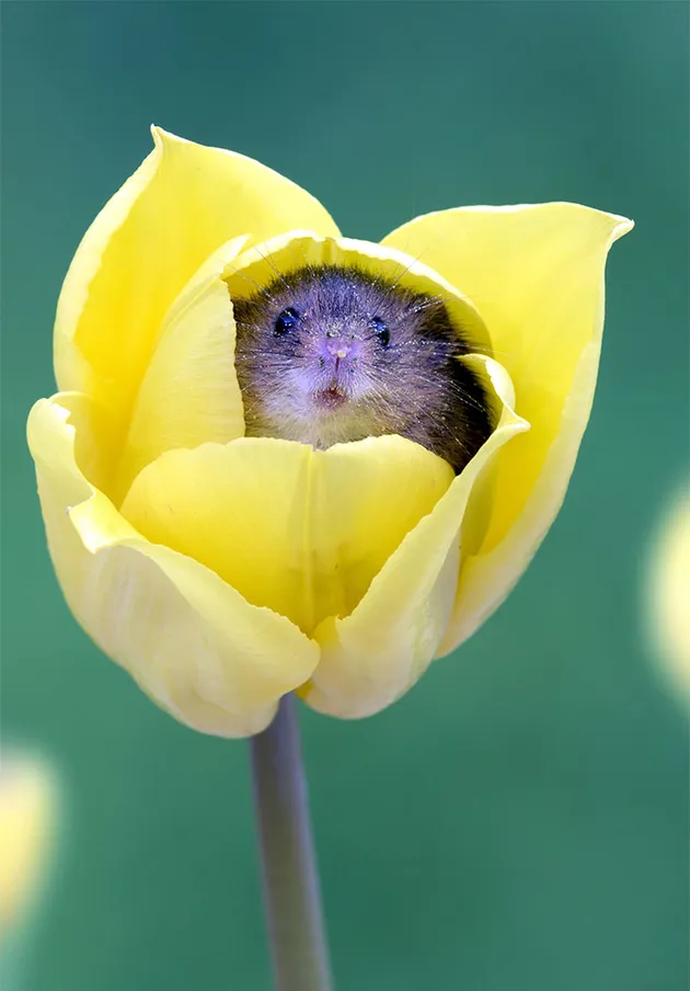 Tikus Sawah, Miles Herbert