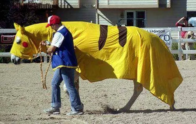 fans pokemon, penggemar pokemon