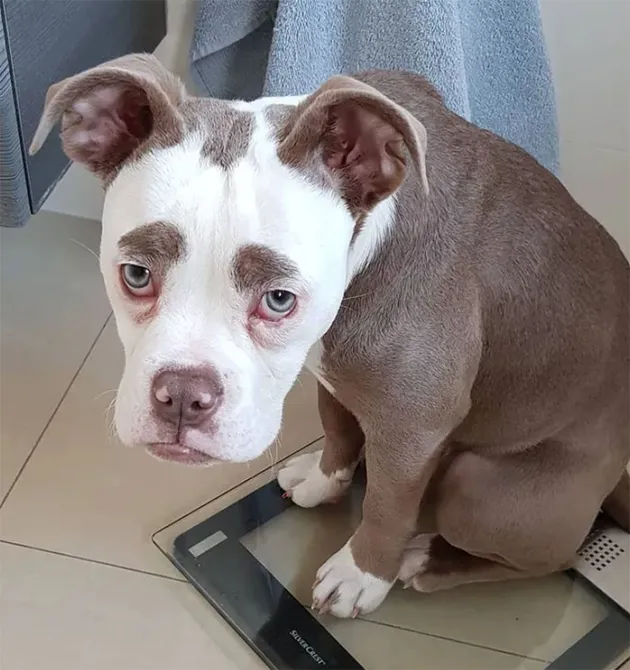 Madame Eyebrows, Anjing Tersedih