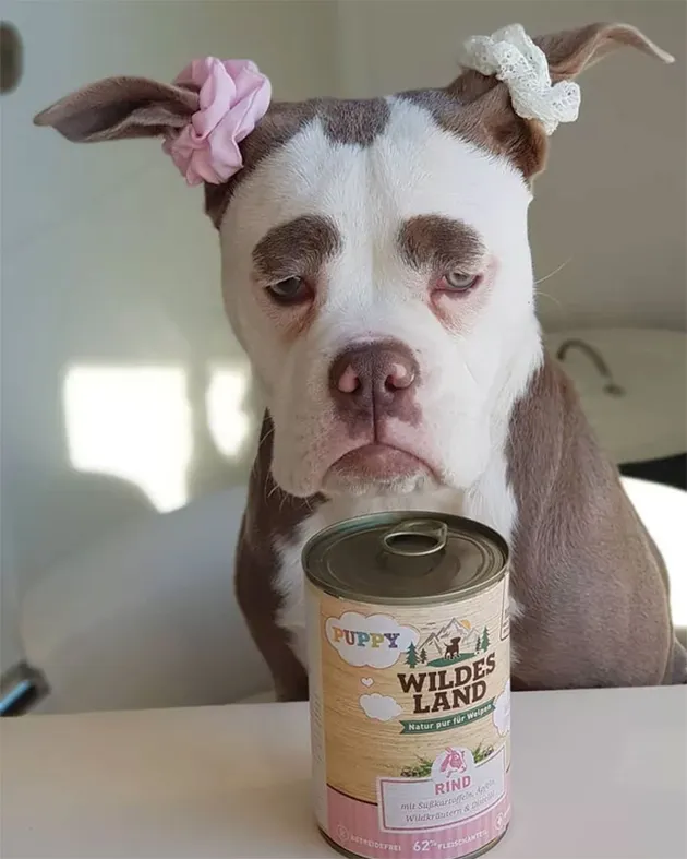 Madame Eyebrows, Anjing Tersedih