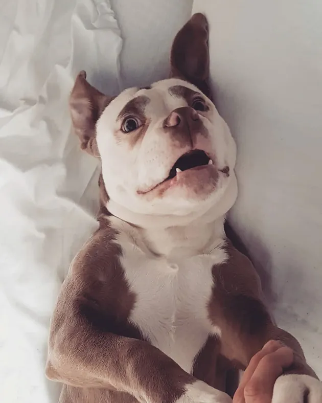 Madame Eyebrows, Anjing Tersedih