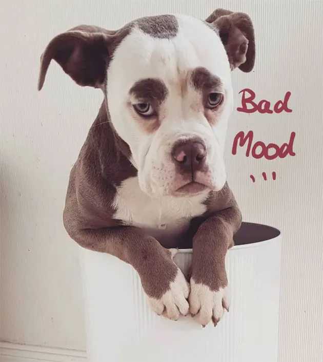 Madame Eyebrows, Anjing Tersedih
