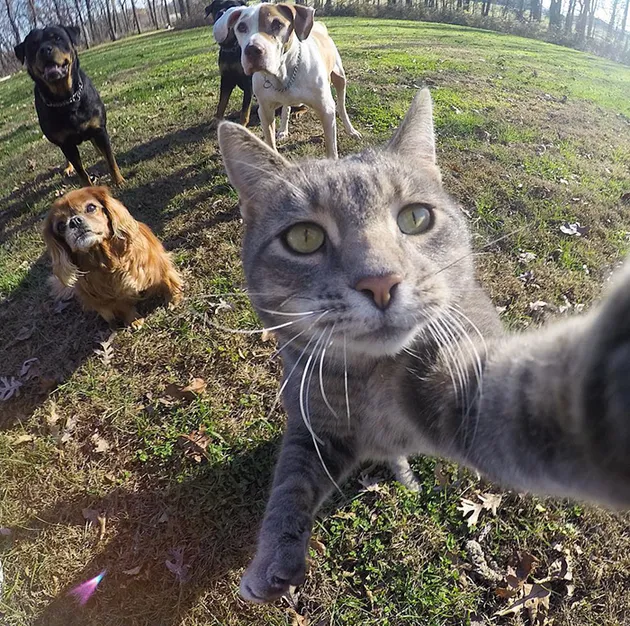 Kucing Selfie