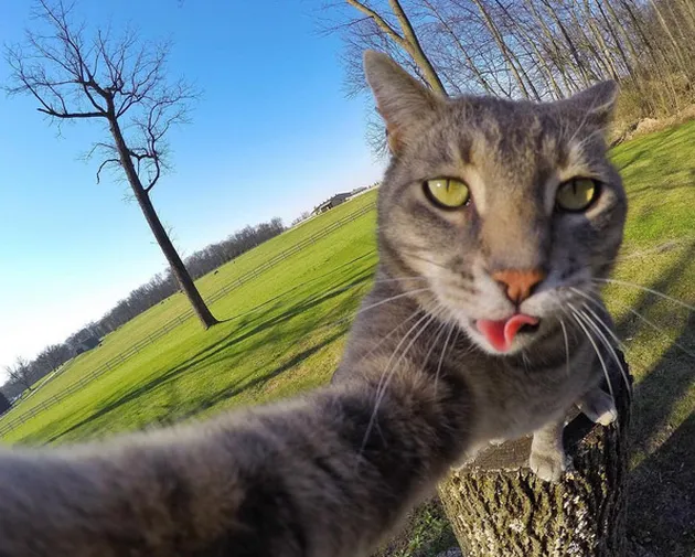 Kucing Selfie