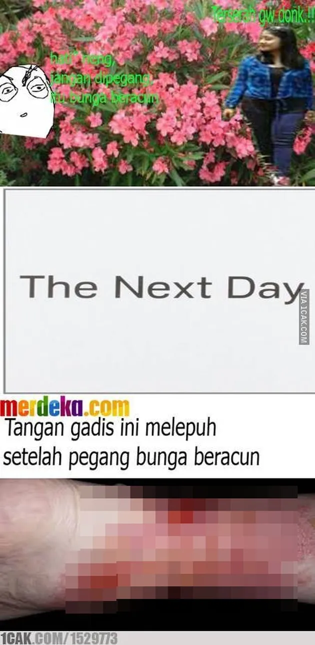 meme-meme kocak Hesti perusak taman bunga Amaryllis