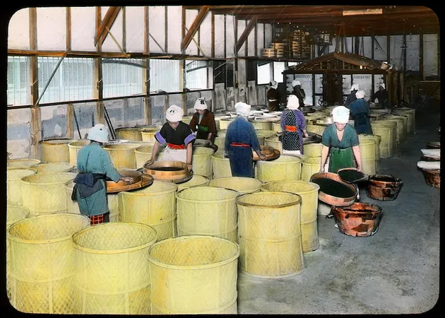 proses produksi teh tahun 1900 di jepang