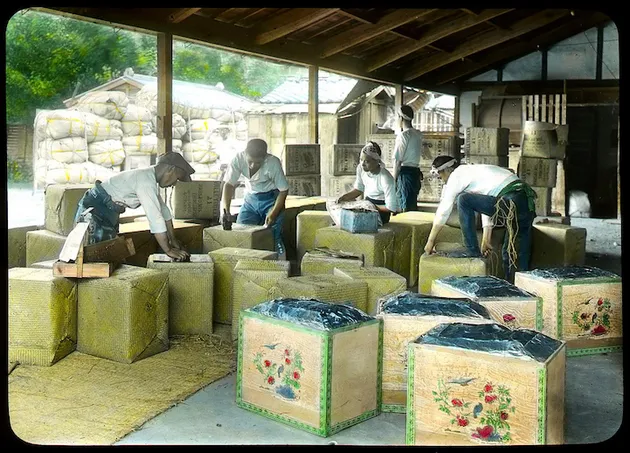 proses produksi teh tahun 1900 di jepang