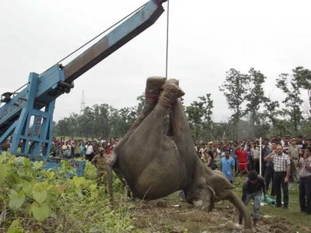 Foto hal gila di India