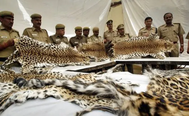 Foto hal gila di India