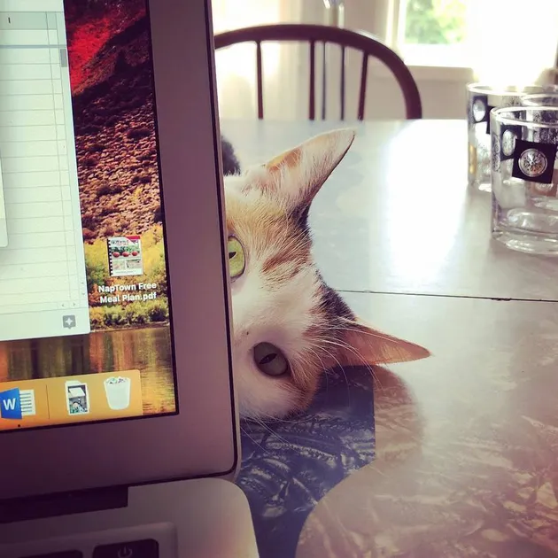 Kelakuan Gemas dan Absurd Hewan Peliharaan