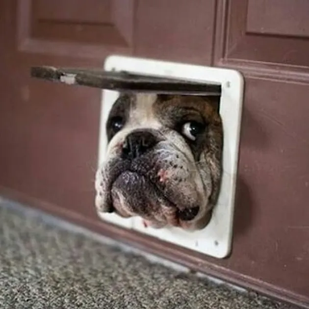 Kelakuan Gemas dan Absurd Hewan Peliharaan