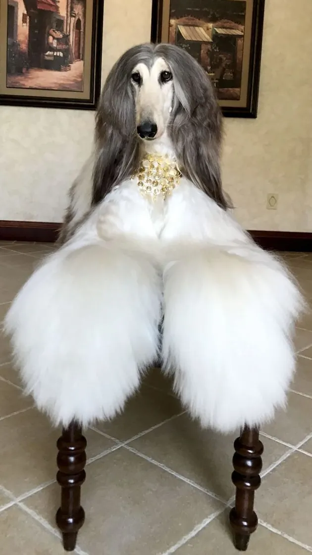 Anjing Dengan Perawatan Ribuan Dollar