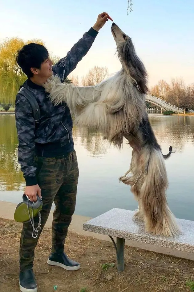 Anjing Dengan Perawatan Ribuan Dollar