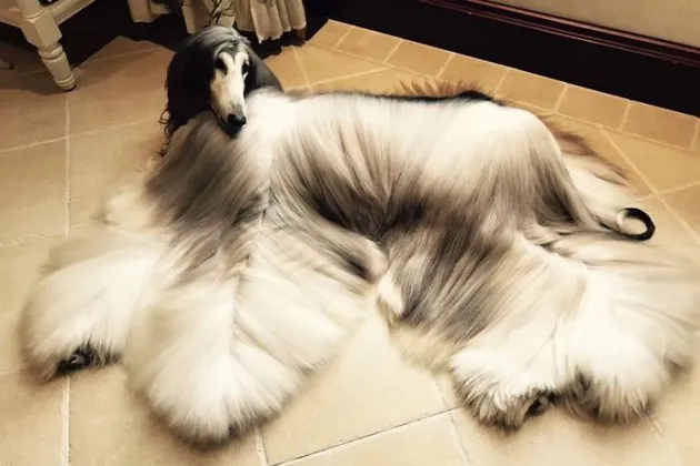 Anjing Dengan Perawatan Ribuan Dollar
