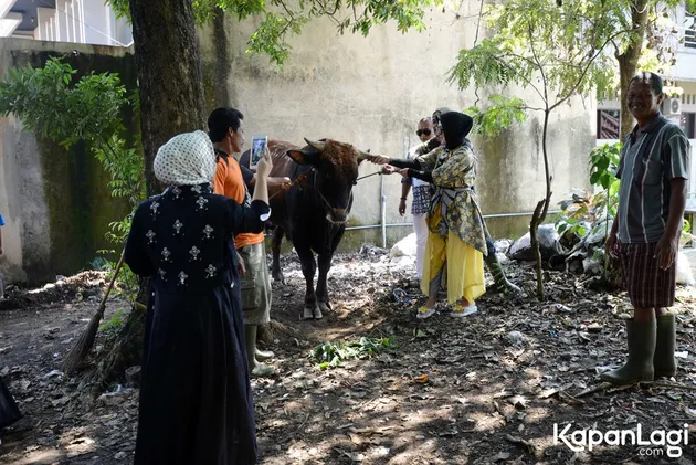 FOTO: SYAHRINI KURBAN 3 EKOR SAPI LIMOSIN SENILAI RP 200 