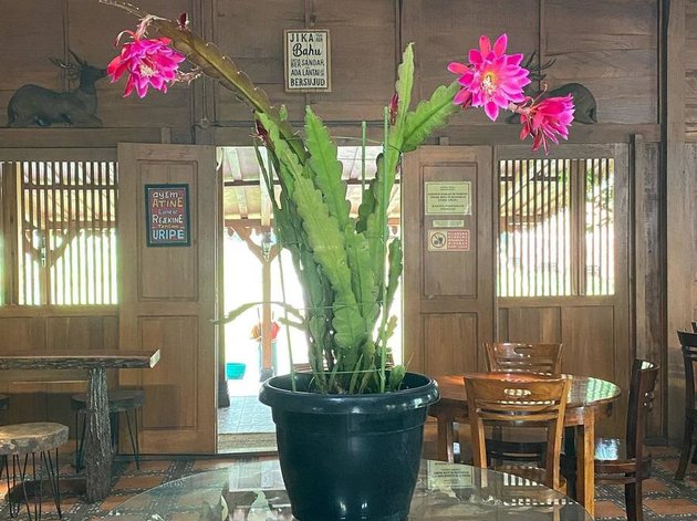 Photo of Titiek Soeharto's Warung in Bogor, Inauguration Celebration Attended by Prabowo - Rare Plants are Present