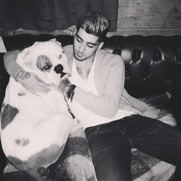 Zayn Malik One Direction