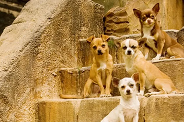 beverly hills cihuahua
