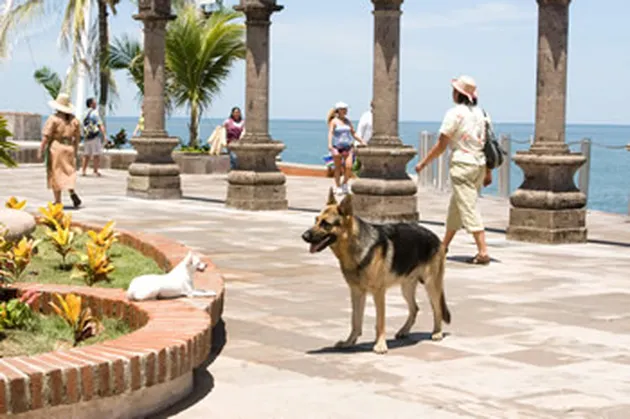 beverly hills cihuahua