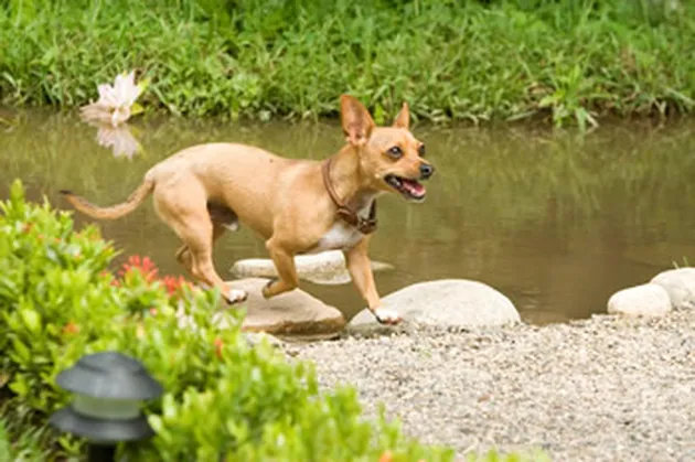 beverly hills cihuahua