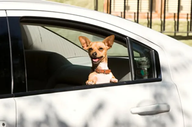 beverly hills cihuahua